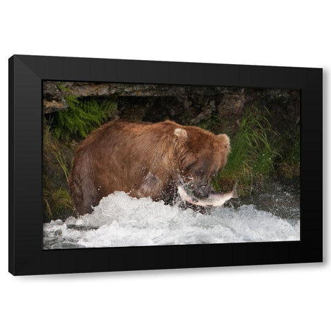 Brown Bear catching salmon at Brooks Falls-Katmai National Park-Alaska-USA Black Modern Wood Framed Art Print by Su, Keren