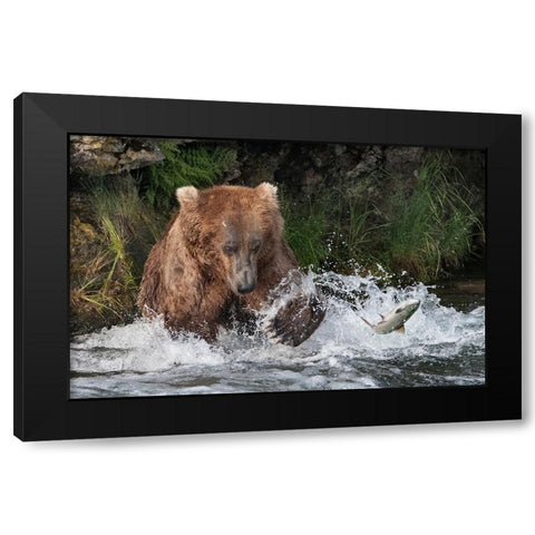 Brown Bear catching salmon at Brooks Falls-Katmai National Park-Alaska-USA Black Modern Wood Framed Art Print with Double Matting by Su, Keren