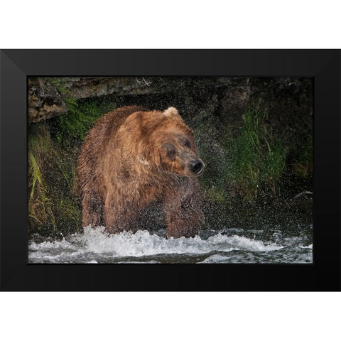Brown Bear catching salmon at Brooks Falls-Katmai National Park-Alaska-USA Black Modern Wood Framed Art Print by Su, Keren