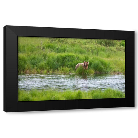 Brown Bear in Brooks River-Katmai National Park-Alaska-USA Black Modern Wood Framed Art Print by Su, Keren
