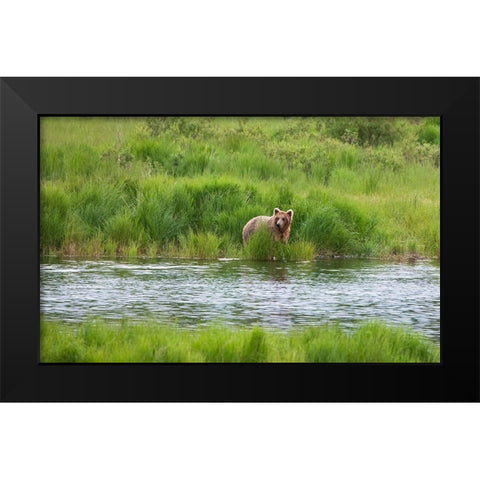 Brown Bear in Brooks River-Katmai National Park-Alaska-USA Black Modern Wood Framed Art Print by Su, Keren