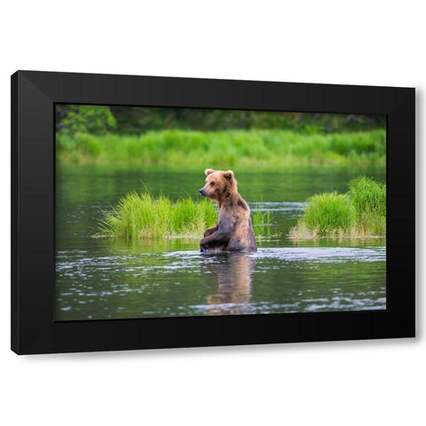 Brown Bear standing in Brooks River-Katmai National Park-Alaska-USA Black Modern Wood Framed Art Print by Su, Keren