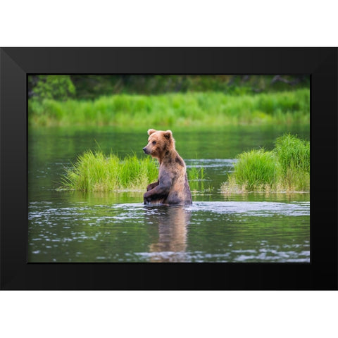 Brown Bear standing in Brooks River-Katmai National Park-Alaska-USA Black Modern Wood Framed Art Print by Su, Keren