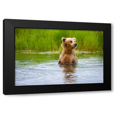 Brown Bear standing on Brooks River-Katmai National Park-Alaska-USA Black Modern Wood Framed Art Print by Su, Keren