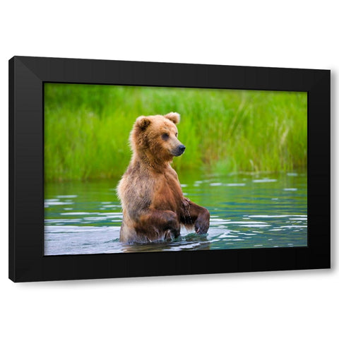 Brown Bear standing in Brooks River-Katmai National Park-Alaska-USA Black Modern Wood Framed Art Print with Double Matting by Su, Keren