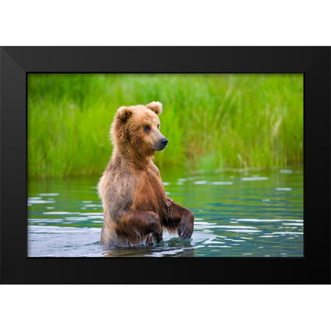 Brown Bear standing in Brooks River-Katmai National Park-Alaska-USA Black Modern Wood Framed Art Print by Su, Keren