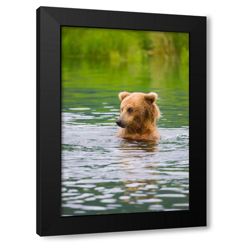 Brown Bear standing in Brooks River-Katmai National Park-Alaska-USA Black Modern Wood Framed Art Print by Su, Keren