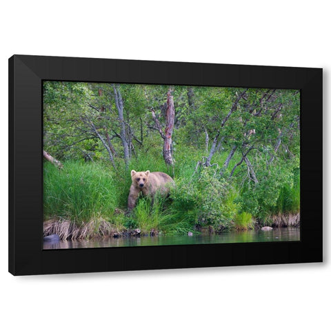 Brown Bear in the grass by Brooks River-Katmai National Park-Alaska-USA Black Modern Wood Framed Art Print by Su, Keren