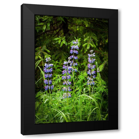 Near Homer-Alaska-meadows of lupine Black Modern Wood Framed Art Print by Richardson, Larry