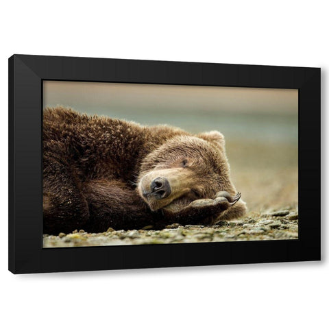 Brown Bear, Katmai National Park, Alaska. Black Modern Wood Framed Art Print with Double Matting by Souders, Paul