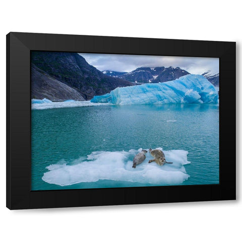 Alaska-Leconte Bay-Aerial view of Harbor Seal and pup resting on iceberg calved from LeConte Glacier Black Modern Wood Framed Art Print by Souders, Paul