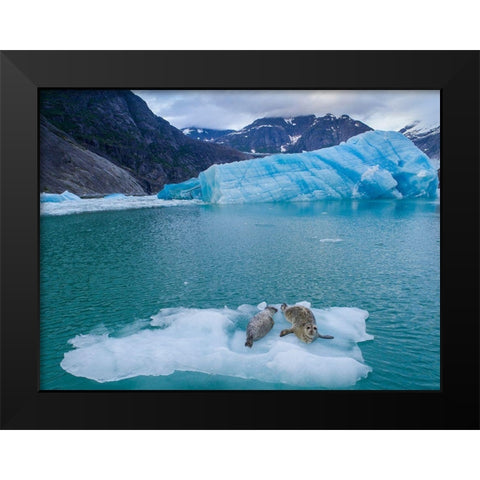 Alaska-Leconte Bay-Aerial view of Harbor Seal and pup resting on iceberg calved from LeConte Glacier Black Modern Wood Framed Art Print by Souders, Paul