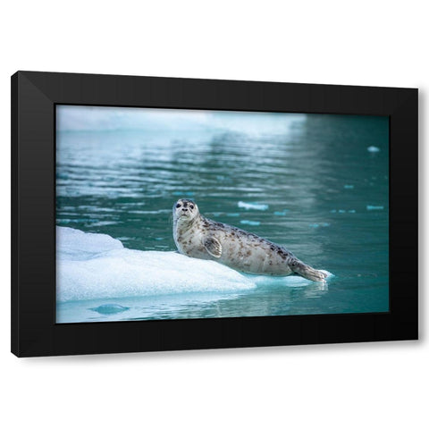 Alaska-Leconte Bay-Harbor Seal pup resting on iceberg calved from LeConte Glacier east of Petersburg Black Modern Wood Framed Art Print with Double Matting by Souders, Paul