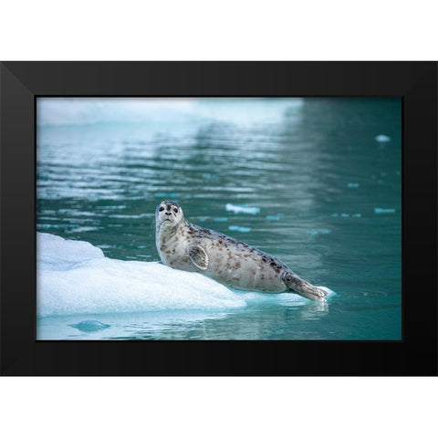Alaska-Leconte Bay-Harbor Seal pup resting on iceberg calved from LeConte Glacier east of Petersburg Black Modern Wood Framed Art Print by Souders, Paul