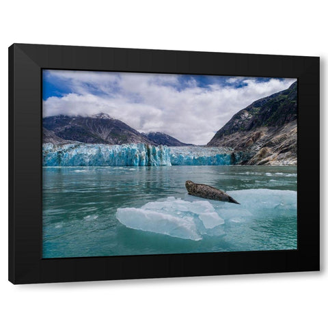 Alaska-South Sawyer view of Harbor Seal resting on iceberg calved from Dawes Glacier in Endicott Arm Black Modern Wood Framed Art Print with Double Matting by Souders, Paul