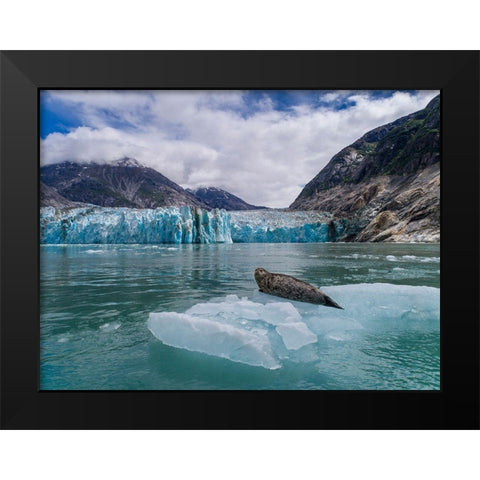 Alaska-South Sawyer view of Harbor Seal resting on iceberg calved from Dawes Glacier in Endicott Arm Black Modern Wood Framed Art Print by Souders, Paul