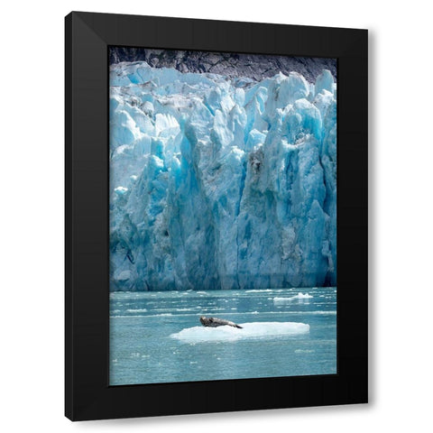 Alaska-South Sawyer Harbor Seal resting on iceberg calved from Dawes Glacier in Endicott Arm Black Modern Wood Framed Art Print with Double Matting by Souders, Paul
