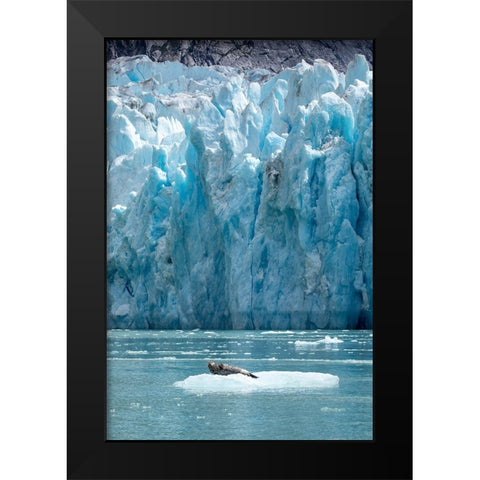 Alaska-South Sawyer Harbor Seal resting on iceberg calved from Dawes Glacier in Endicott Arm Black Modern Wood Framed Art Print by Souders, Paul