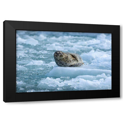Alaska-South Sawyer Harbor Seal resting on icebergs calved from South Sawyer Glacier in Tracy Arm Black Modern Wood Framed Art Print with Double Matting by Souders, Paul