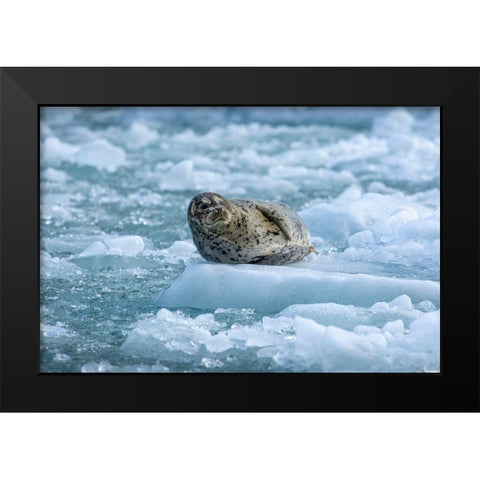 Alaska-South Sawyer Harbor Seal resting on icebergs calved from South Sawyer Glacier in Tracy Arm Black Modern Wood Framed Art Print by Souders, Paul