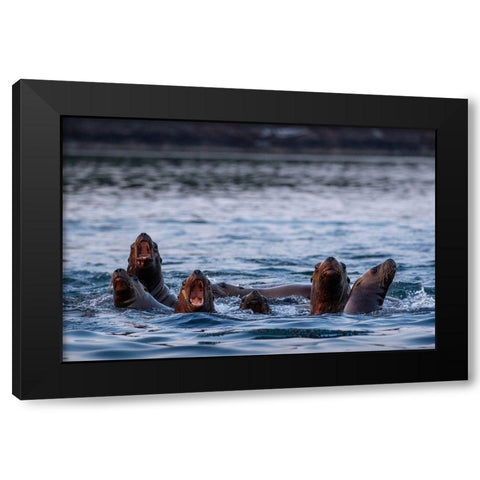 Alaska-Steller Sea Lions gather at edge of haul out along Frederick Sound on summer evening Black Modern Wood Framed Art Print with Double Matting by Souders, Paul