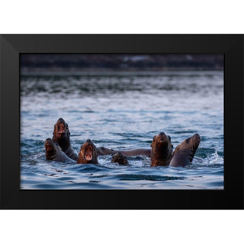 Alaska-Steller Sea Lions gather at edge of haul out along Frederick Sound on summer evening Black Modern Wood Framed Art Print by Souders, Paul