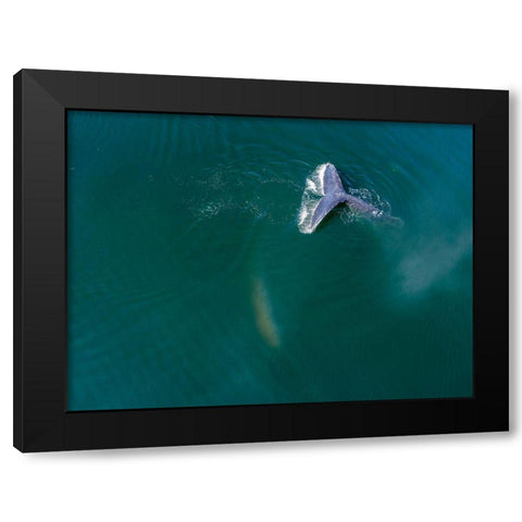 Alaska-Aerial view Humpback Whale diving at surface of Frederick Sound  Black Modern Wood Framed Art Print by Souders, Paul