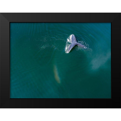 Alaska-Aerial view Humpback Whale diving at surface of Frederick Sound  Black Modern Wood Framed Art Print by Souders, Paul