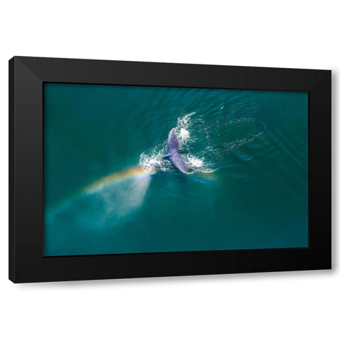 Alaska-Aerial view rainbow and mist above diving Humpback Whale on Frederick Sound  Black Modern Wood Framed Art Print with Double Matting by Souders, Paul