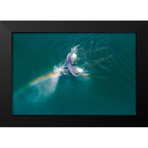 Alaska-Aerial view rainbow and mist above diving Humpback Whale on Frederick Sound  Black Modern Wood Framed Art Print by Souders, Paul