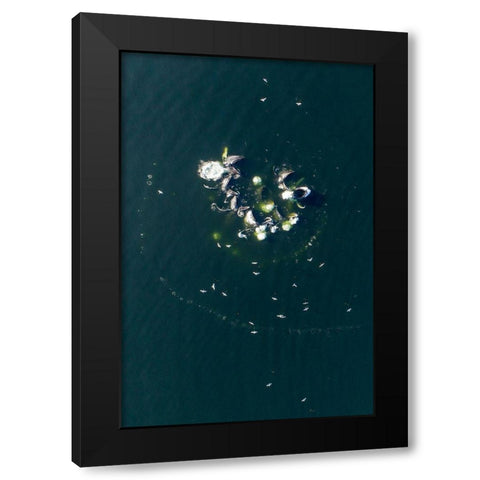 Alaska-Aerial view of Humpback Whales bubble net feeding on school of herring fish Black Modern Wood Framed Art Print with Double Matting by Souders, Paul
