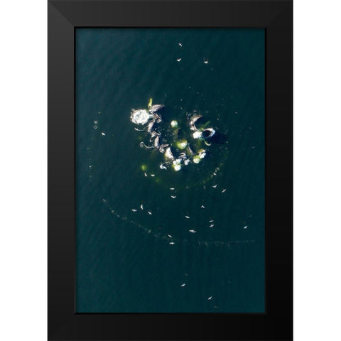 Alaska-Aerial view of Humpback Whales bubble net feeding on school of herring fish Black Modern Wood Framed Art Print by Souders, Paul