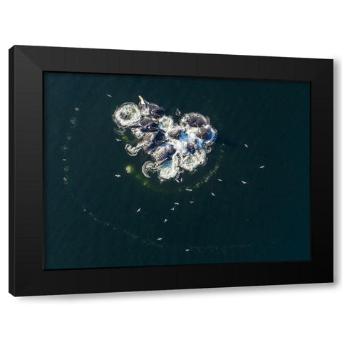 Alaska-Aerial view of Humpback Whales bubble net feeding on school of herring fish Black Modern Wood Framed Art Print with Double Matting by Souders, Paul
