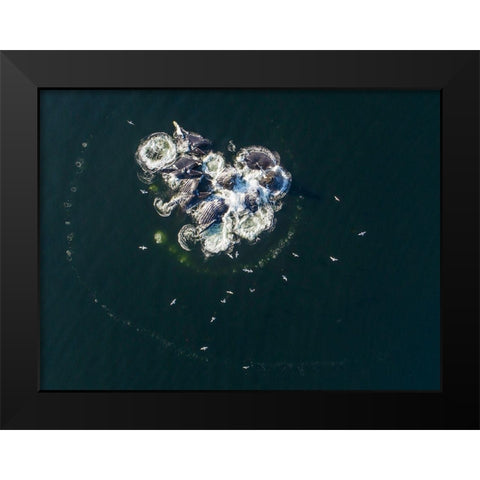 Alaska-Aerial view of Humpback Whales bubble net feeding on school of herring fish Black Modern Wood Framed Art Print by Souders, Paul