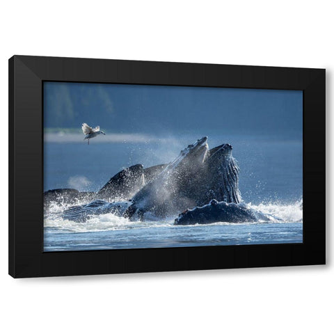 Alaska-Seagull hovers above Humpback Whales surfacing as they bubble net feed on herring Black Modern Wood Framed Art Print by Souders, Paul