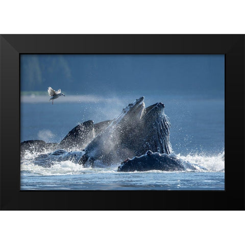 Alaska-Seagull hovers above Humpback Whales surfacing as they bubble net feed on herring Black Modern Wood Framed Art Print by Souders, Paul
