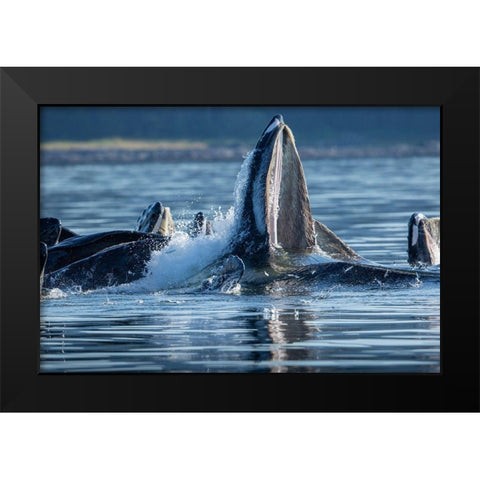 Alaska-Herring fish leap trying to flee from Humpback Whales surface as they bubble net feeding Black Modern Wood Framed Art Print by Souders, Paul