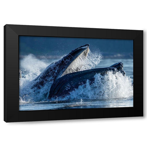 Alaska-Humpback Whale surfaces while bubble net feeding in Frederick Sound  Black Modern Wood Framed Art Print with Double Matting by Souders, Paul