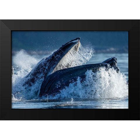 Alaska-Humpback Whale surfaces while bubble net feeding in Frederick Sound  Black Modern Wood Framed Art Print by Souders, Paul