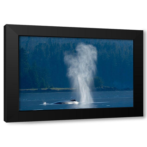 Alaska-Mist from exhaled breath of Humpback Whale swimming in Frederick Sound near Kupreanof Island Black Modern Wood Framed Art Print with Double Matting by Souders, Paul