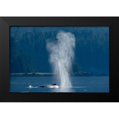 Alaska-Mist from exhaled breath of Humpback Whale swimming in Frederick Sound near Kupreanof Island Black Modern Wood Framed Art Print by Souders, Paul