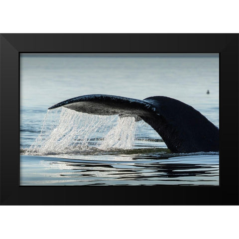 Alaska-Water streams from tail of Humpback Whale swimming in Frederick Sound near Kupreanof Island Black Modern Wood Framed Art Print by Souders, Paul