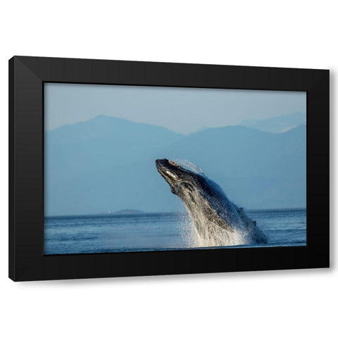 Alaska-Water streams from breaching Humpback Whale in Frederick Sound near Kupreanof Island Black Modern Wood Framed Art Print with Double Matting by Souders, Paul