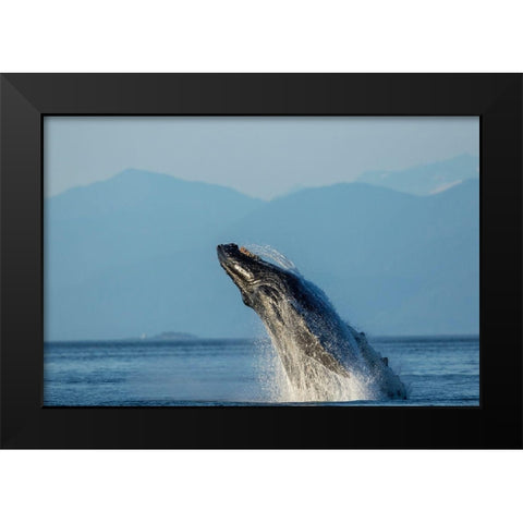 Alaska-Water streams from breaching Humpback Whale in Frederick Sound near Kupreanof Island Black Modern Wood Framed Art Print by Souders, Paul