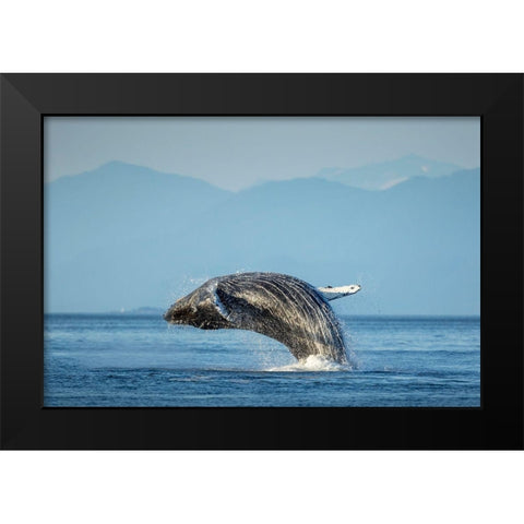 Alaska-Water streams from breaching Humpback Whale in Frederick Sound near Kupreanof Island Black Modern Wood Framed Art Print by Souders, Paul