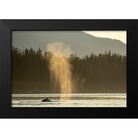 Alaska-Sunlit mist hangs in air above spouting Humpback Whales while surfacing near Kupreanof Island Black Modern Wood Framed Art Print by Souders, Paul