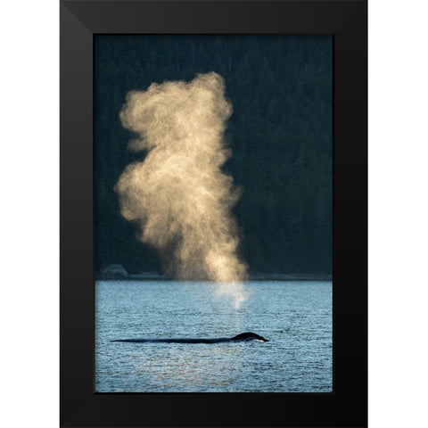 Alaska-Sunlit mist hangs in air above spouting Humpback Whales while surfacing near Kupreanof Island Black Modern Wood Framed Art Print by Souders, Paul