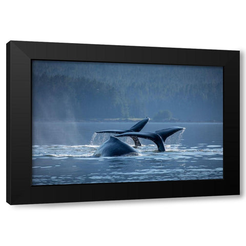 Alaska-Humpback Whales dive while bubble net feeding in Frederick Sound near Kupreanof Island Black Modern Wood Framed Art Print with Double Matting by Souders, Paul