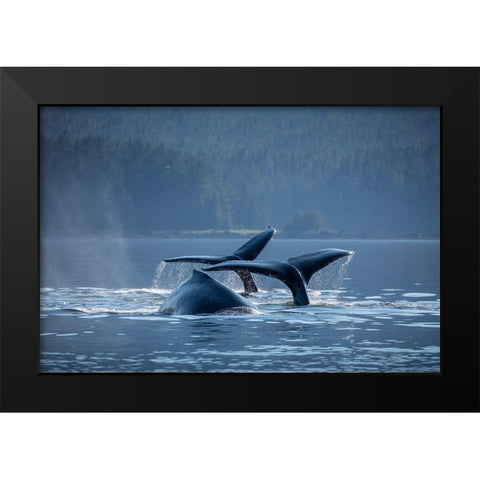Alaska-Humpback Whales dive while bubble net feeding in Frederick Sound near Kupreanof Island Black Modern Wood Framed Art Print by Souders, Paul