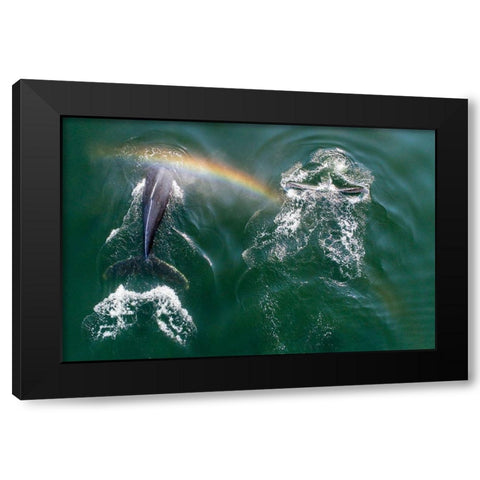 Alaska-Aerial view of rainbow above Humpback Whales spouts while breathing at surface Black Modern Wood Framed Art Print with Double Matting by Souders, Paul